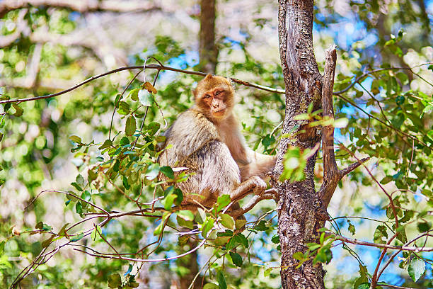 Barbary Apes in the Cedar Forest near Azrou, Northern Morocco, Africa